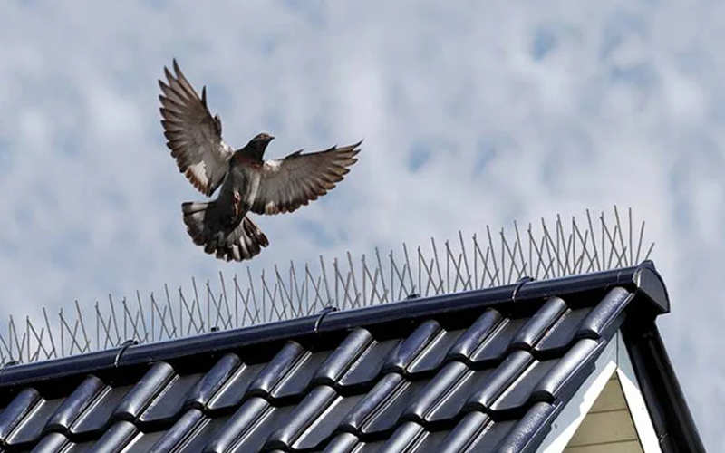 Best Bird Spike Installation Services In Gorakhpur